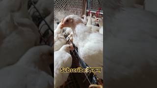 broiler breeder farming Bangladesh chicken poultry khamariseba chickenfarming birds shorts [upl. by Lleryt309]