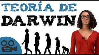 Teoría darwinista  Teoría de DARWIN [upl. by Herzig]