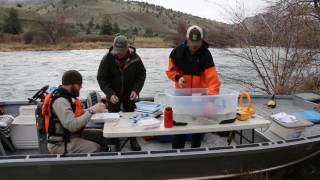 Electrofishing for trout on the Deschutes River [upl. by Atinnek]