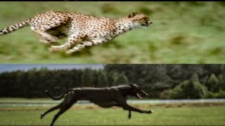 Cheetah vs Greyhound Speed Test  BBC Earth [upl. by Follansbee]