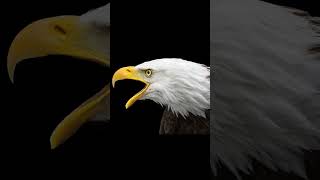 bald eagle sound effect [upl. by Fionna]