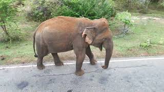 buttala to kataragama road wild elephants 4 [upl. by Auqemahs929]