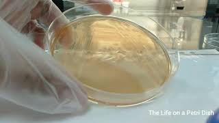 Oxidase Test for Pseudomonas [upl. by Yreved643]