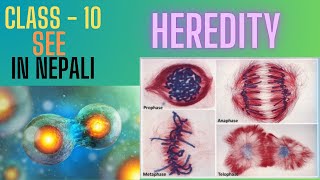 Heredity Class  10 Meiosis cell division  In Nepali [upl. by Jilleen]