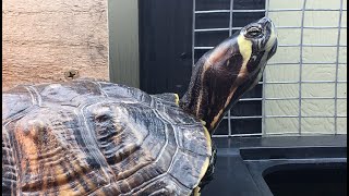 What to feed Yellow Bellied Sliders [upl. by Niatsirt]