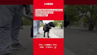 Tres labradores se gradúan como perros guías para ciegos  24 Horas TVN Chile [upl. by Ittam]