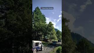 Sharan Forest Glamping sharanforest glampingpods forest camping nature [upl. by Gans744]