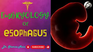 Development of Oesophagus Learn Easy [upl. by Cliffes590]