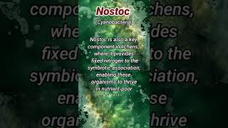 Nostoc cyanobacteria biology infoofscience bluegreenalgae [upl. by Restivo]