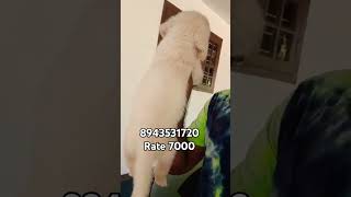 Quality golden retriever female puppy cheap price in Kerala  vichu poochakkal [upl. by Arahsat]