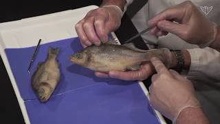 Best Perch Dissection Part I  External Jr High High School and College Review [upl. by Polad]