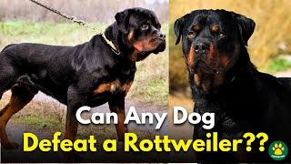 5 Dog Breeds That Could Defeat a ROTTWEILER [upl. by Vil]