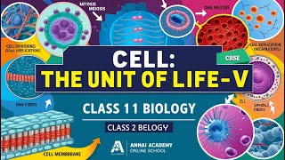 Cell Division amp Growth Unlocked Mastering Class 11 Biology [upl. by Adrienne]