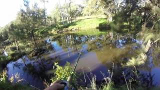 850mm Gwydir River Murray cod [upl. by Glenda260]