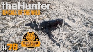 🦌theHunter Call of the Wild 78  EL RENO PERDIDO Y EL FAIL  Gameplay en Español [upl. by Conan]