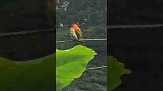 Chestnutheaded beeeater bird shortsfeed wildbirds youtube rohini followme hightlight [upl. by Tnomel]