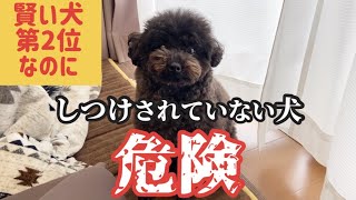 賢い犬第２位のプードルにしつけをしなかった結果こうなる [upl. by Bartle153]