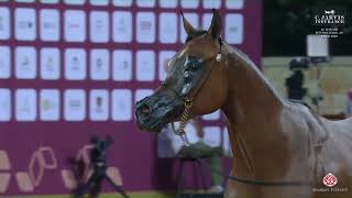 N 217 SHADIA AL NASSER Al Shaqab International Arabian Horse Show 2024 Mares 4 6 Years Old Class [upl. by Nytsirk]