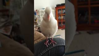 Male dove cooing [upl. by Imray660]