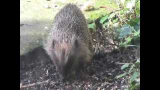 Hedgehog out in daylight hours UK [upl. by Der]