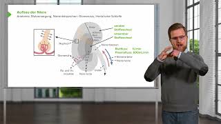 Nierenfunktion und Wasser amp Elektrolythaushalt Aufbau und Funktion der Niere [upl. by Newell]