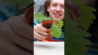 How to Grow Bonsai from Seed [upl. by Sokim996]