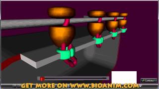 Protein synthesis  polysomes [upl. by Ellebasi]