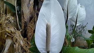 Sensational Peace Lily plant [upl. by Dave825]