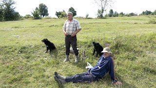 KEROVI SU MI SPASILI KRAVE OD RISA I MEDVJEDA KOJI SE NAVADIO U SELO [upl. by Immot869]