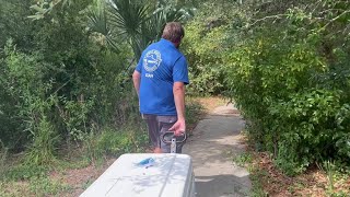 Riverview HS students release snook into Phillippi Creek [upl. by Placidia]