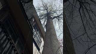 Felling A Tulip Poplar Tree With Ms 661 arbortec arbpoevo2 pfanner stihl lumberjack treelife [upl. by Graeme]