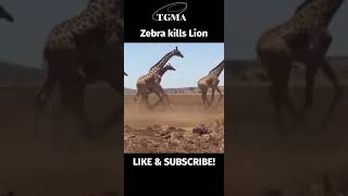 Giraffe kills Lion [upl. by Campos]