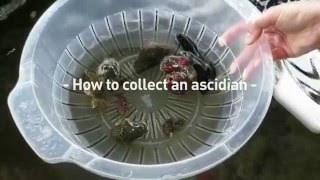 How to collect an ascidian [upl. by Linea4]