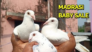 9681799835 HIGH QUALITY MADRASI PIGEON FOR SALE TODAY ABID DA LOFT [upl. by Tannen]