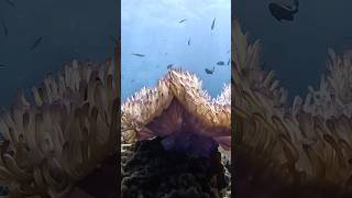 Incredible Corals in the ocean  peace [upl. by Nolaf]