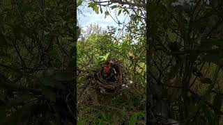 Yellowvented bulbul Birds 22 birds birdss beautifulbird birdslover birdspecies birdsounds [upl. by Nancee]