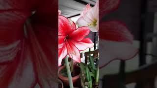 Hippeastrum Amaryllis en FLORACIÓN [upl. by Treva66]