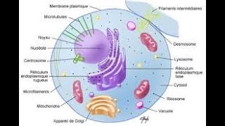 Introduction à la cytologie [upl. by Adoc]