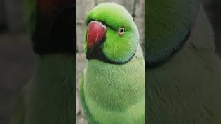 Talking parrots parrotsounds parrot greenparrotsound parrotsinging [upl. by Rolat]