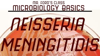 Neisseria meningitidis and Bacterial Meningitis  Microbiology Lectures [upl. by Chester]