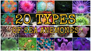 20 TYPES OF SEA ANEMONES [upl. by Arahk34]