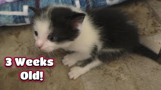 Emilys Kittens Are 3 Weeks Old 😻 [upl. by Akihsat346]