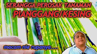 PianggangKesing  Ini Rupanya [upl. by Aztinay964]