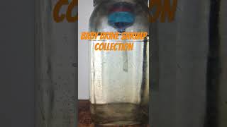 diy live baby brine shrimp collection for fry careyoutubeshorts culture bettafish artemia [upl. by Nomzed792]