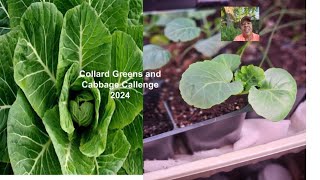 Collards Greens and Cabbage Challenge 2024 collardandcabbage2024 [upl. by Okimuy]