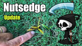 Killing Nutsedge in Lawns  Updated Results [upl. by Jolie206]