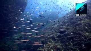 Diving Richelieu Rock part 3 Similan Islands Thailand [upl. by Pike13]