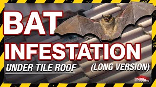 Bat Infestation Under Tile Roof Long Version Roofing Miami FL Istueta Roofing [upl. by Ekusuy12]