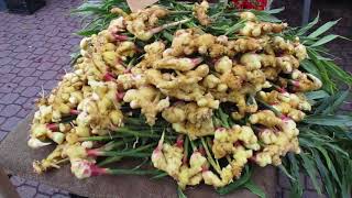 Organic locally grown Ginger on Salt Spring Island [upl. by Pubilis157]