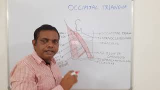 OCCIPITAL TRIANGLE ANATOMY ANATOMY LECTURE OF HEAD AND NECK [upl. by An296]